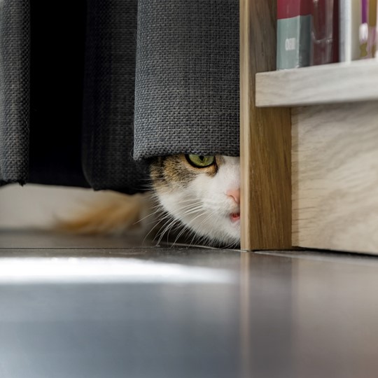  cat hiding behind curtain 540x540
